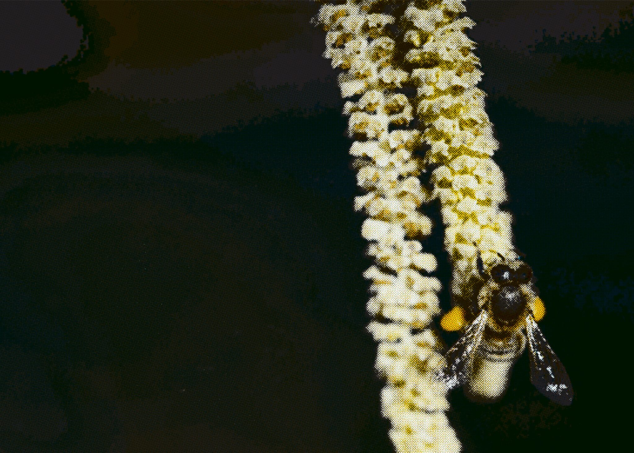 Pollen Events Pollen Count Today – Hourly Forecast for 39 Species Worldwide
